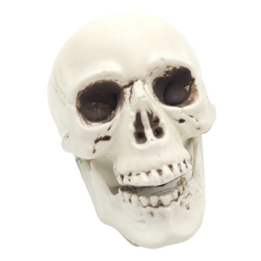 Imagen de CALABERA CRANEO 1/1**